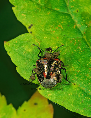 Cosmopepla lintneriana 1114513z