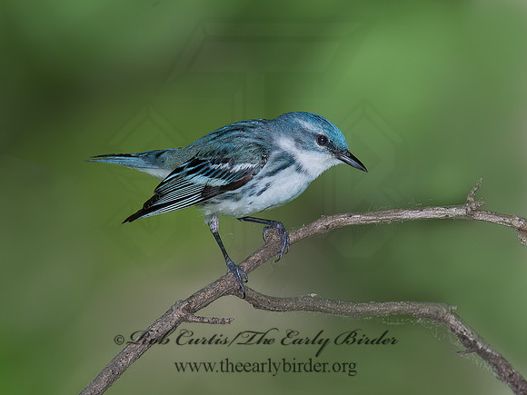 Setophaga cerulea  CERULEAN WARBLER 9023084z