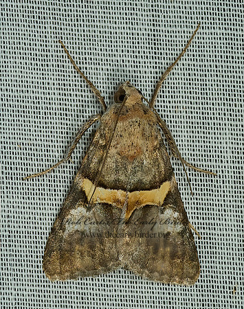 Forsebia cinis  FORSEBIA MOTH 5005364 z