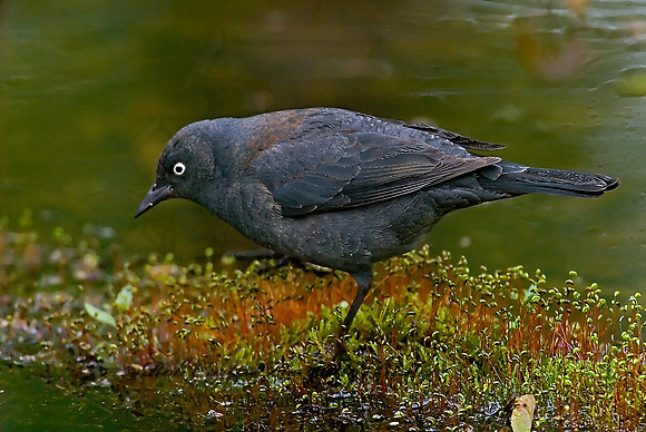 Euphagus carolinus  RUSTY BLACKBIRD 6005691z