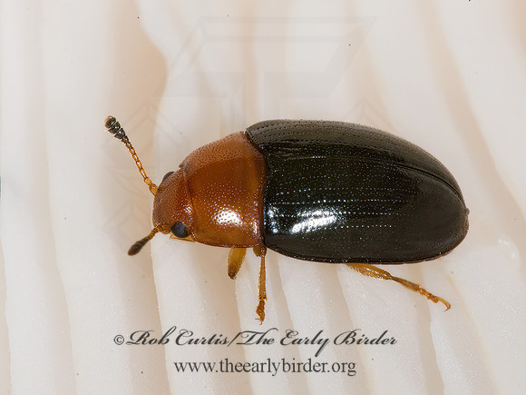 Triplax thoracica 6011476z