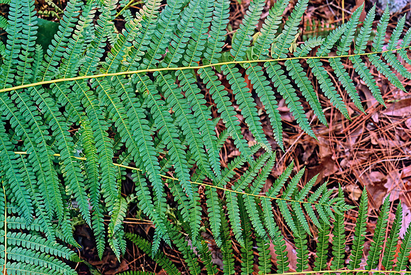 Osmundastrum cinnamomeum  CINNAMON FERN 261308z