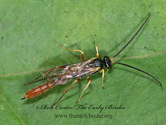 Dusona  CAMPOPLEGINAE ICHNEUMON WASP 9041273z