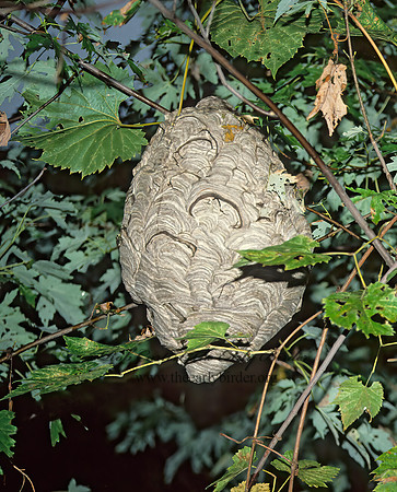 Dolichovespula maculata  BALD-FACED HORNET  23331z