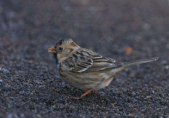 Zonotrichia querula  HARRIS'S SPARROW 7014172z
