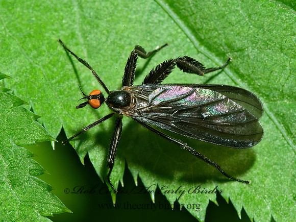 Rhamphomyia longicauda  DANCE FLY 4002145z