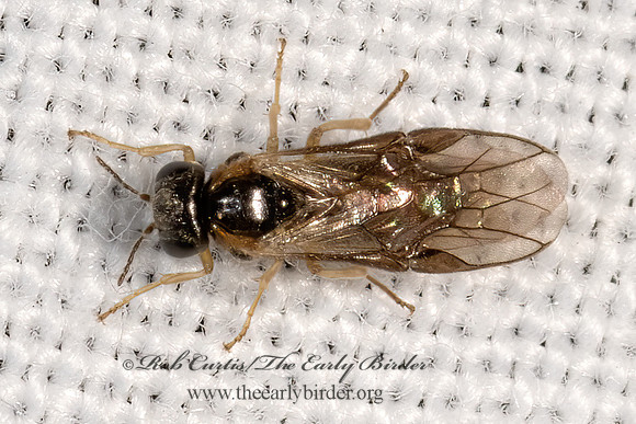 Acordulecera  PERGID SAWFLY 3028407z