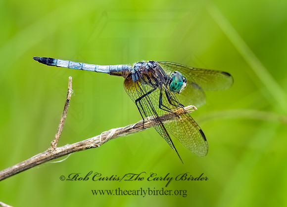 Pachydiplax longipennis BLUE DASHER 8015437z