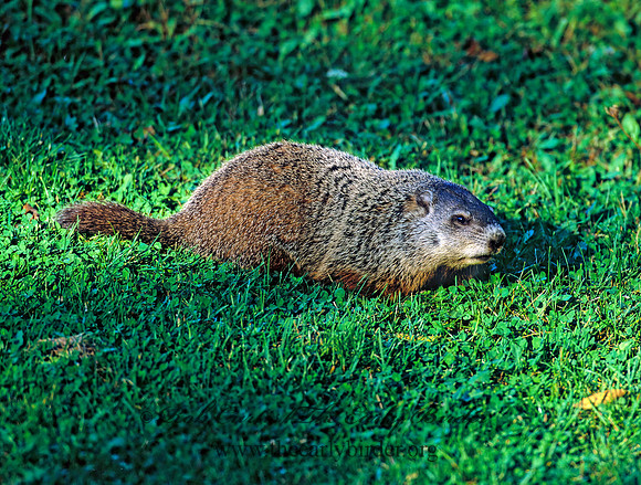 Marmota monax  WOODCHUCK 1276817z