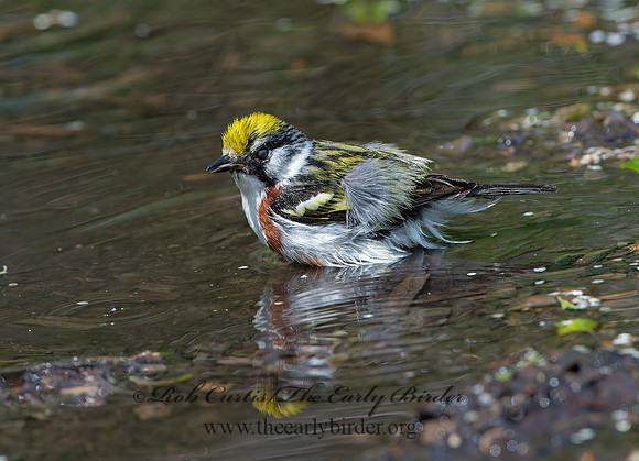 Setophaga pennsylvanica  CHESTNUT-SIDED WARBLER 9046234z