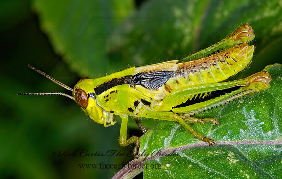 Melanoplus femurrubrum  RED-LEGGED GRASSHOPPER 7012092z