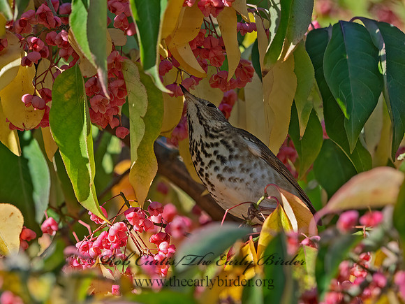 Catharus guttatus  HERMIT THRUSH 3027446z