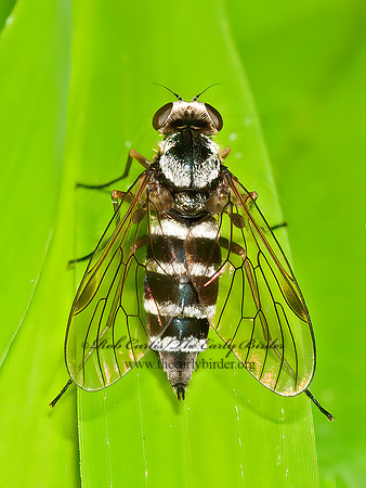 Chrysopilus fasciatus  SNIPE FLY 3013332z