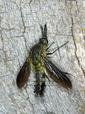 Lepidophora lepidocera  ECLIMINAE BEE FLY 5000210z