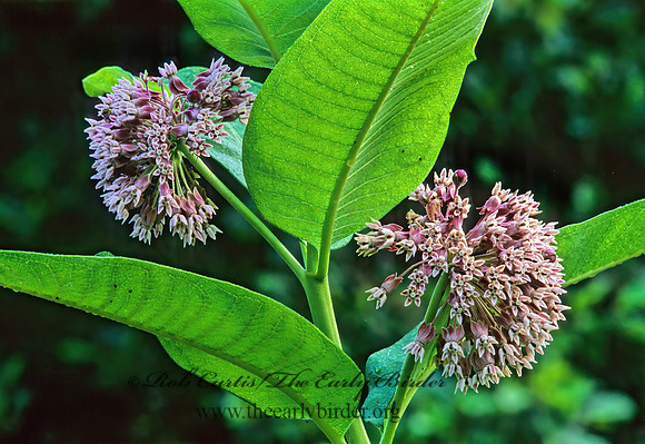 Asclepias syriaca  COMMON MILKWEED 277404z