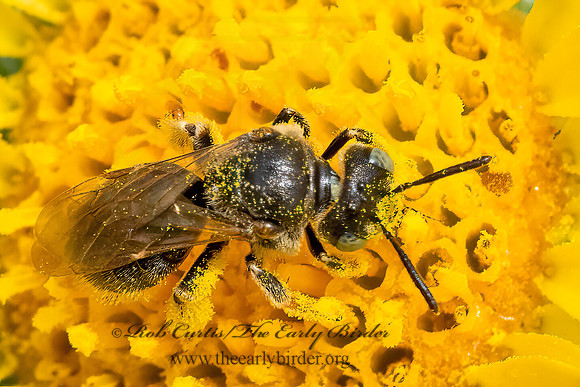 Pseudopanurgus  MINER BEE 3023435z