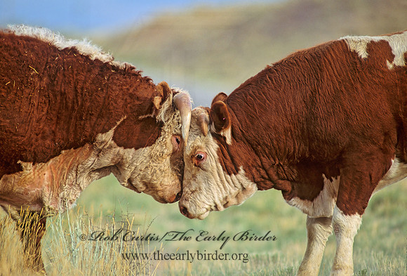 Bos taurus  BULL 104813z
