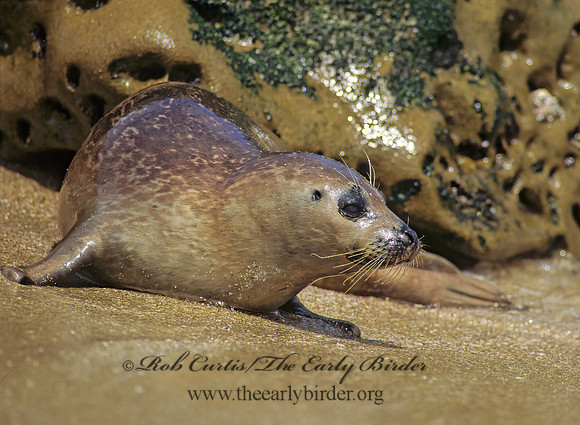 Phoca vitulina  HARBOR SEAL 124522z