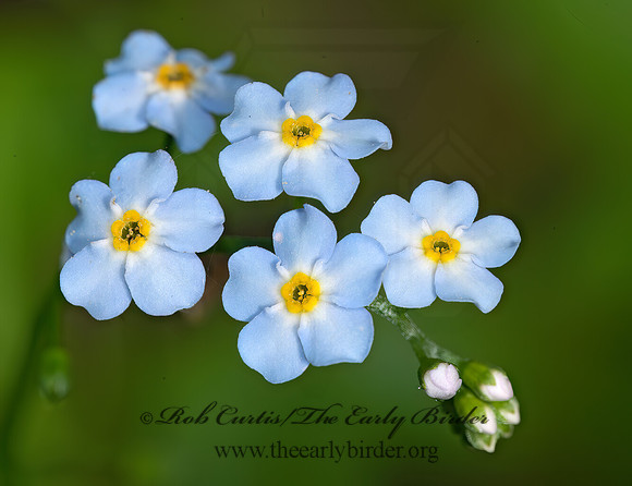 Myosotis scorpioides  TRUE FORGET-ME-NOT 9013788z