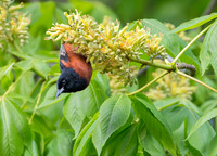 Icterus spurius ORCHARD ORIOLE 9044890z
