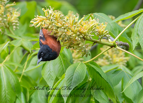 Icterus spurius  ORCHARD ORIOLE 9044890z