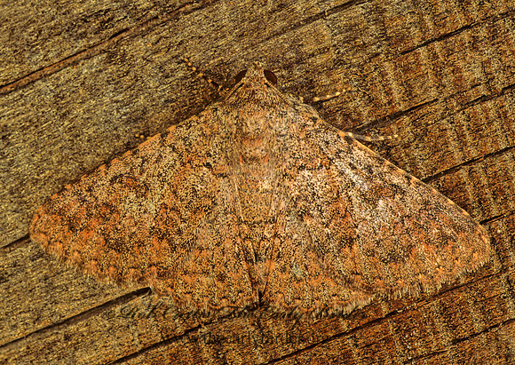 Matigramma rubrosuffusa OMOPTERINI EREBID MOTH 94507-1 z