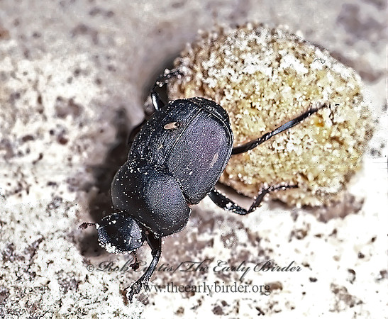 Canthon imitator  DUNG BEETLE 49722z