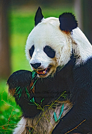 Ailuropoda melanoleuca  GIANT PANDA 159810-1z