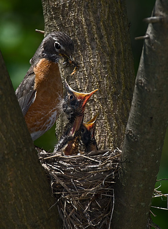 Turdus migratorius  AMERICAN ROBIN 6006213z