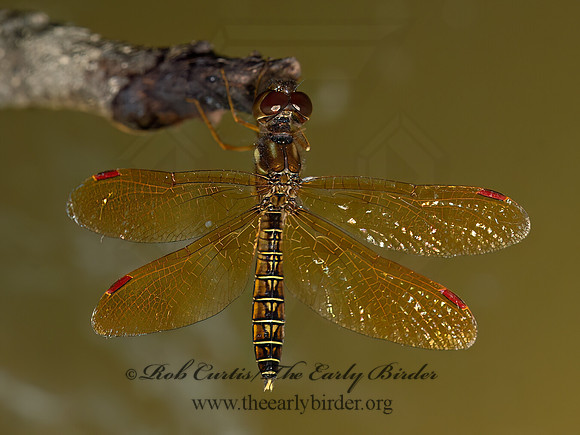 Perithemis tenera EASTERN AMBERWING 9050417z