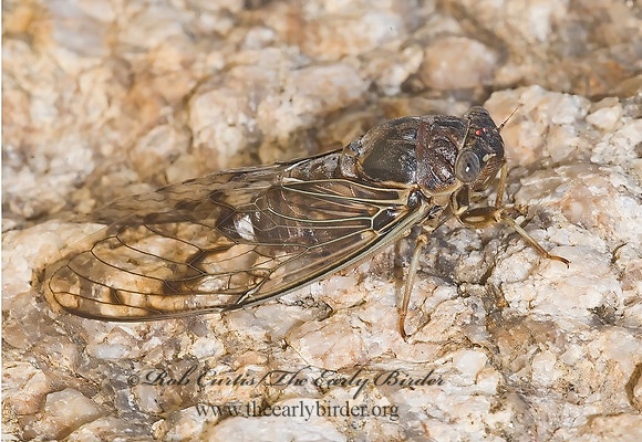 Diceroprocta knighti 6026400z