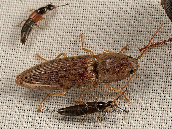 Conoderus lividus  OOPHORINI CLICK BEETLE 9048443z