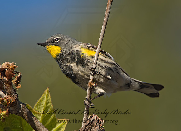Setophaga coronata auduboni  AUDUBON'S WARBLER  9055019z
