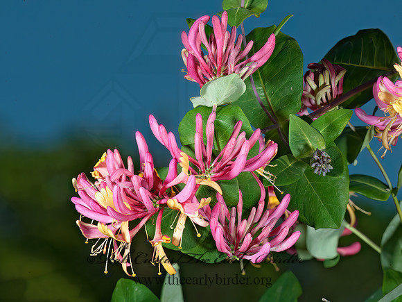 Lonicera heckrotti  GOLDFLAME HONEYSUCKLE 8031359z