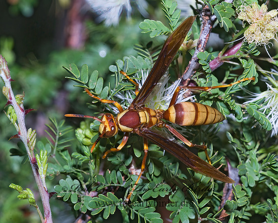 Polistes apachus 7006292z
