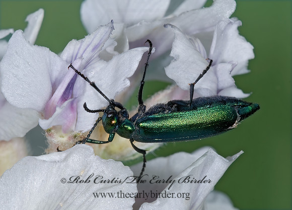Lytta nutallis 7010715 z
