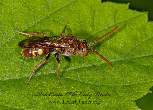 Nomada ruficornis grp  NOMAD BEE 8014553z