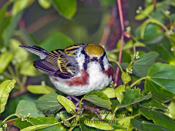 Setophaga pennsylvanica  CHESTNUT-SIDED WARBLER 4001040 z