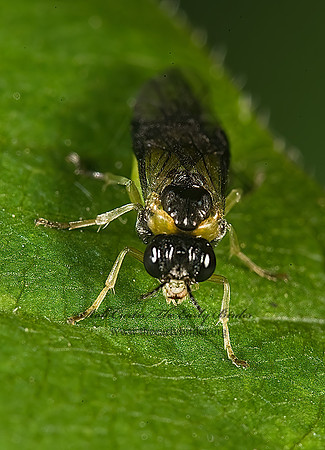 Acordulecera dorsalis~ 8005215z