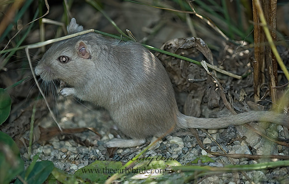 Meriones unguiculatus  MONGLOIAN JIRD 5002356 z