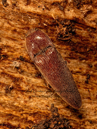 Melanotus communis complex  CLICK BEETLE 9086995z