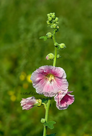 Alcea  GARDEN HOLLYHOCK 8023823z