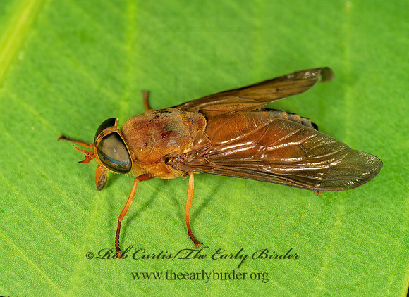 Tabanus  HORSE FLY 261914z