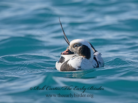 Clangula hyemalis  LONG-TAILED DUCK 9067942z