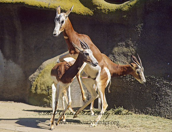 Gazella dama  DAMA GAZELLE 129802z