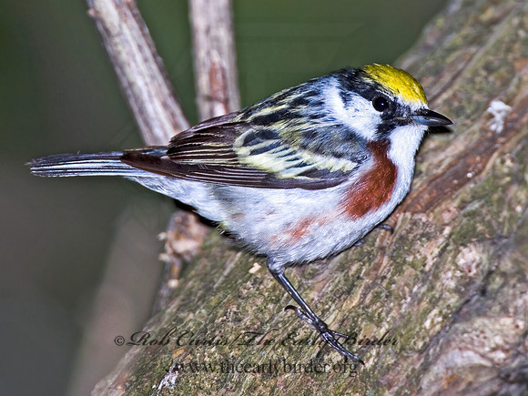 Setophaga pennsylvanica  CHESTNUT-SIDED WARBLER 6006350z