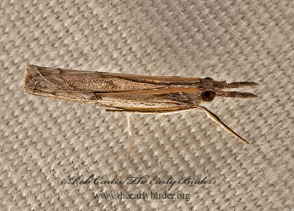 Fissicrambus mutabilis  CHANGEABLE GRASS VENEER 9051082z