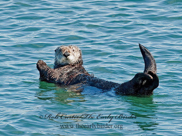Enhydra lutris nereis  SOUTHERN SEA OTTER 8020402 z