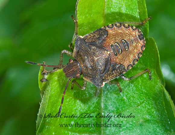Euschistus  BROWN STINKBUG 7015414z