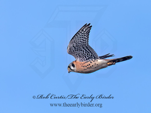 Falco sparverius AMERICAN KESTREL 3042844z